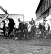 Livestock