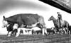Livestock