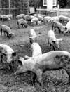 Livestock