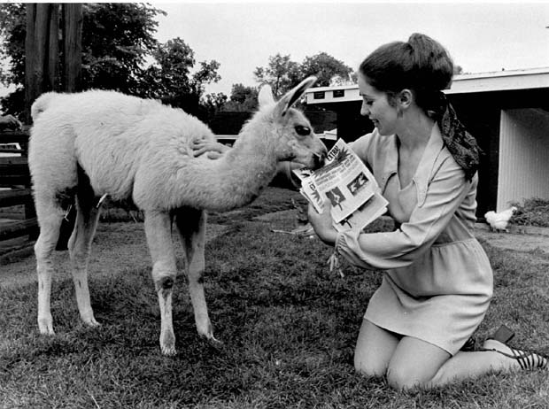 Llamas