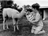 Llamas