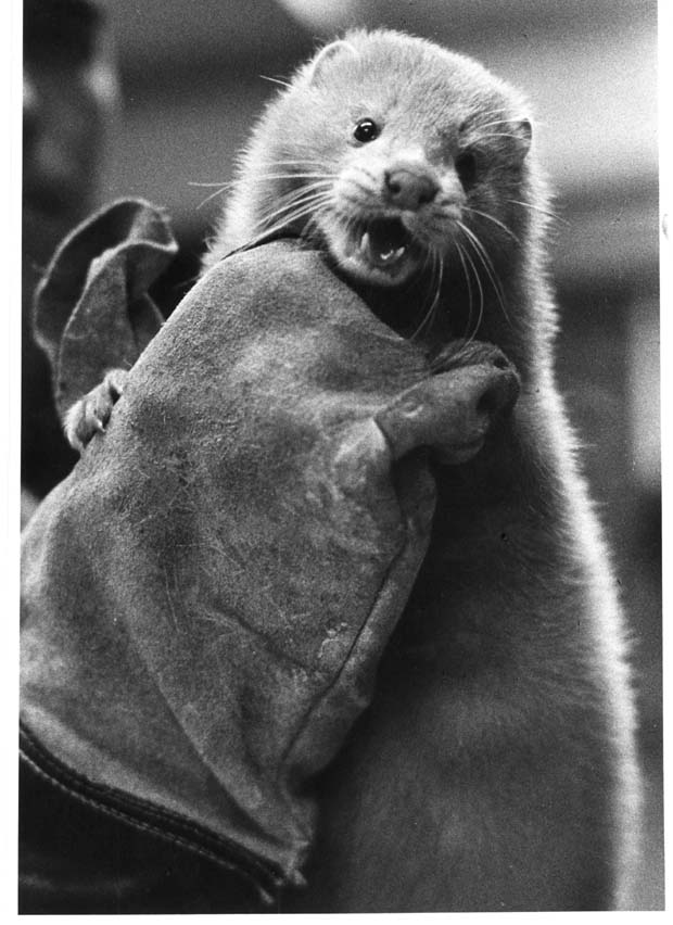 Mink