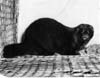 Mink