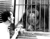 Monkeys Chimpanzees Gorillas