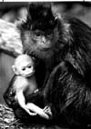 Monkeys Chimpanzees Gorillas