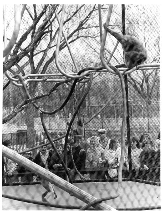Monkeys Chimpanzees Gorillas