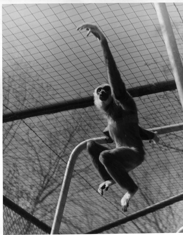 Monkeys Chimpanzees Gorillas