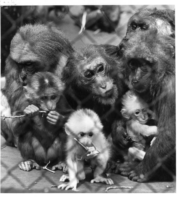 Monkeys Chimpanzees Gorillas