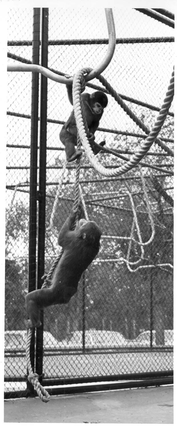 Monkeys Chimpanzees Gorillas