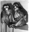 Monkeys Chimpanzees Gorillas