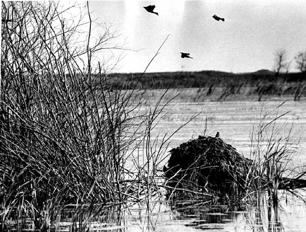 Oak Hammock Marsh