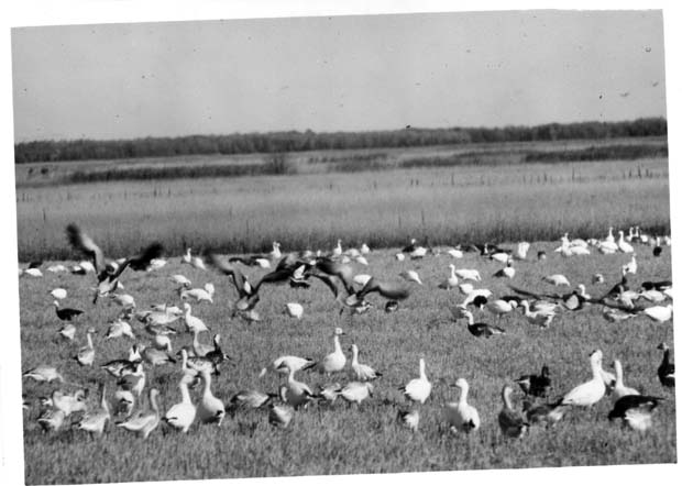 Oak Hammock Marsh