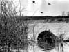 Oak Hammock Marsh