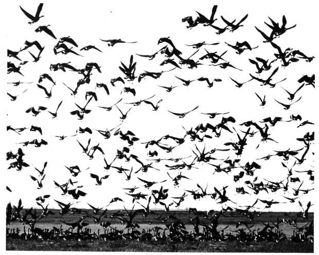 Oak Hammock Marsh