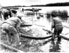 Oil Pollution