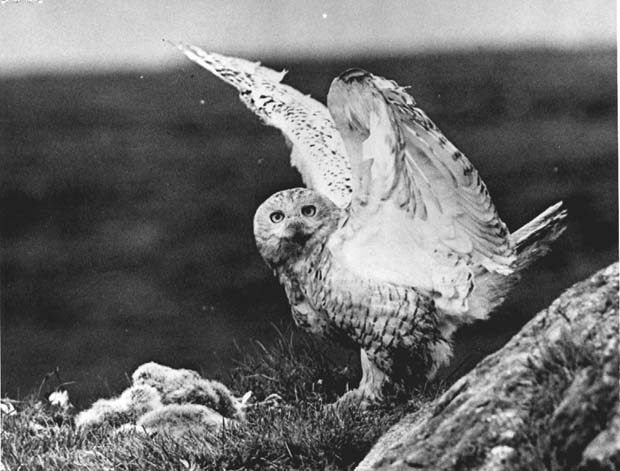 Owls
