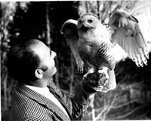 Owls