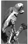 Parrots