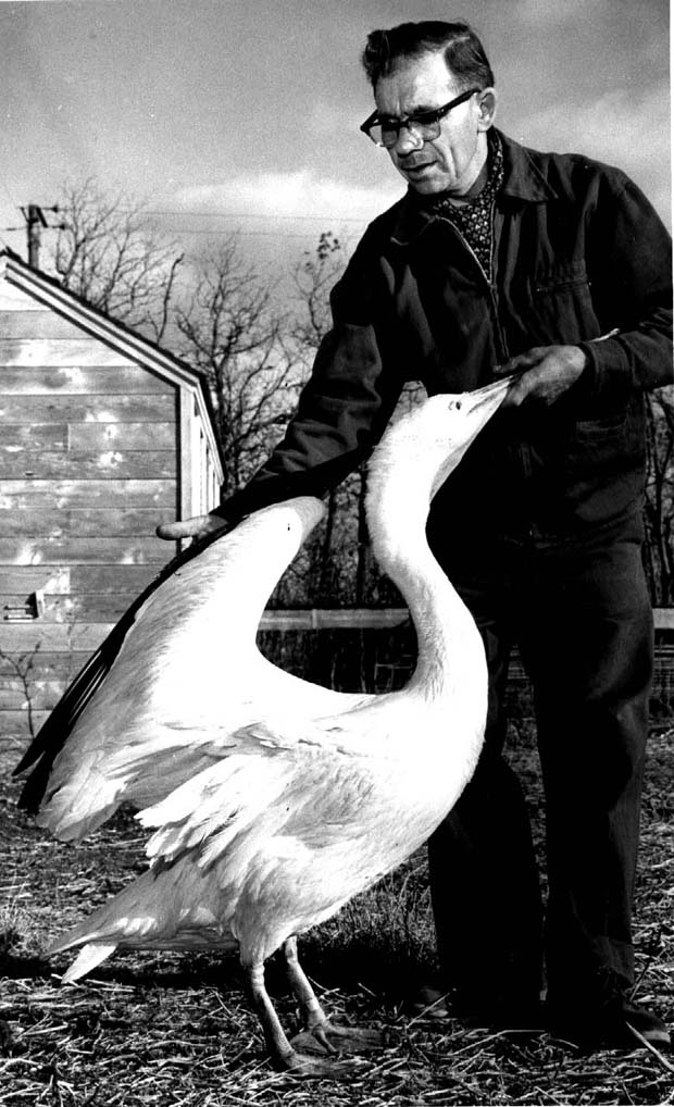 Pelicans