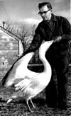 Pelicans