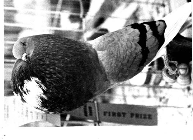 Pigeons