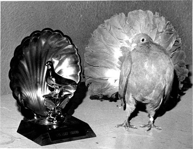 Pigeons