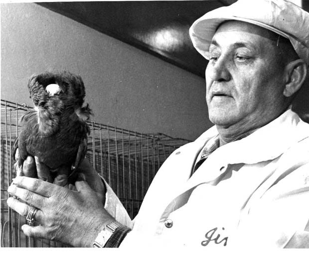 Pigeons