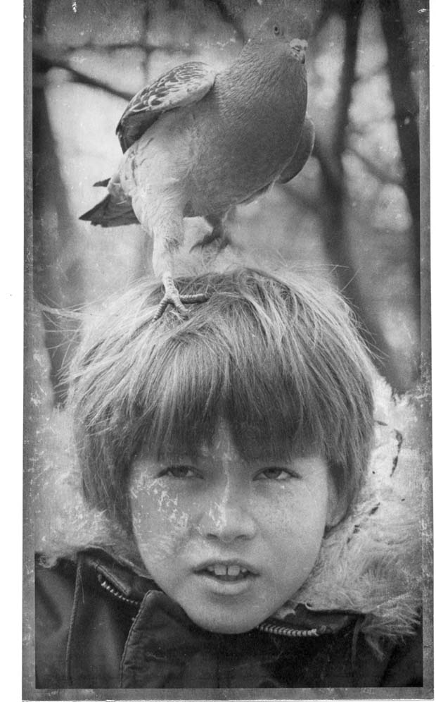 Pigeons