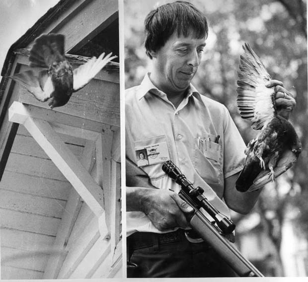 Pigeons