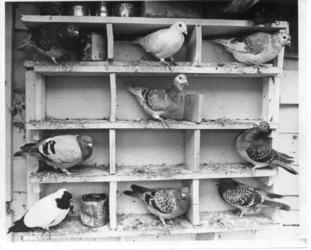 Pigeons