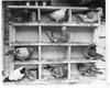 Pigeons