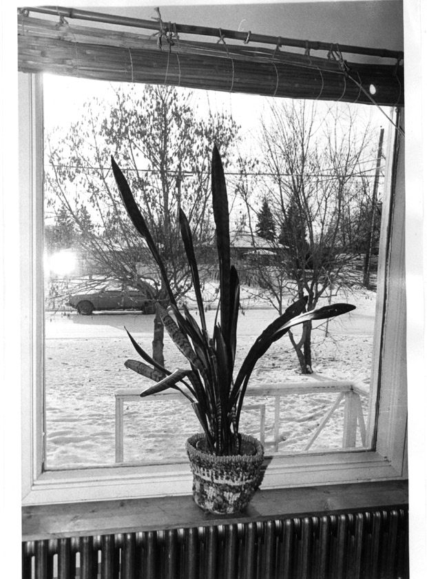 Plants