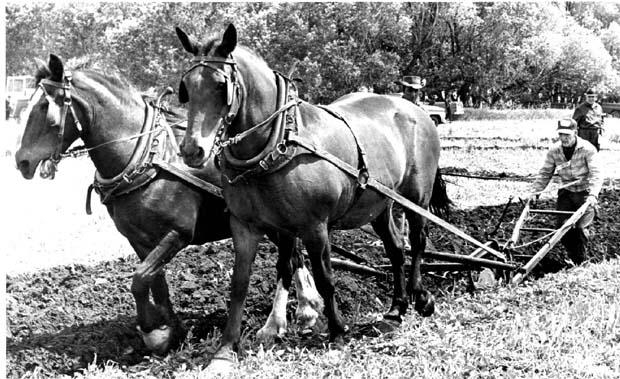 Ploughing Contests