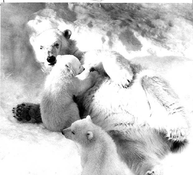 Polar Bears