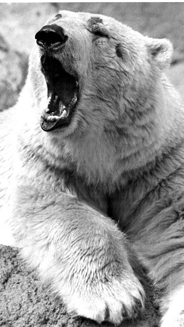 Polar Bears