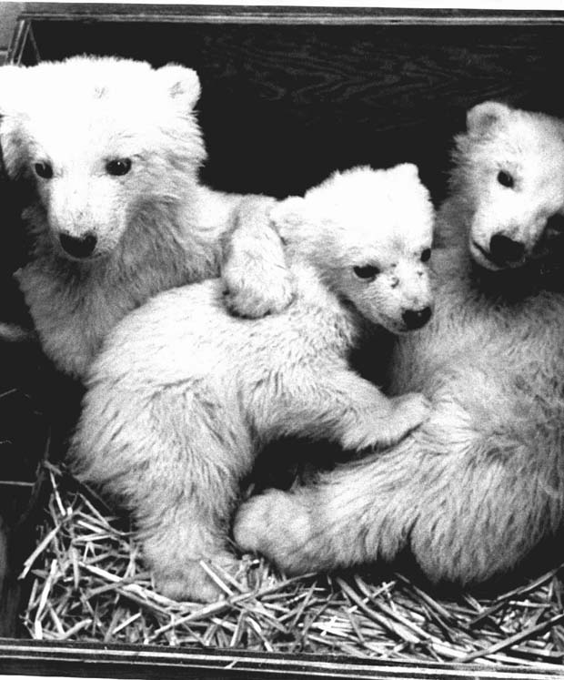 Polar Bears