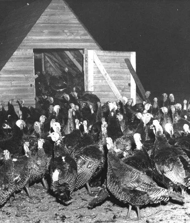 Poultry