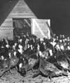 Poultry
