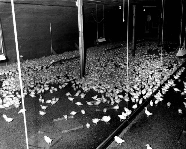 Poultry