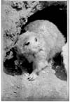 Prairie Dogs