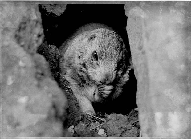 Prairie Dogs