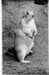 Prairie Dogs