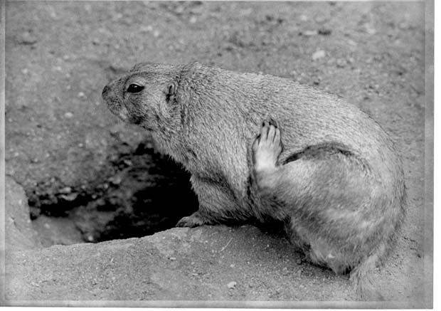 Prairie Dogs