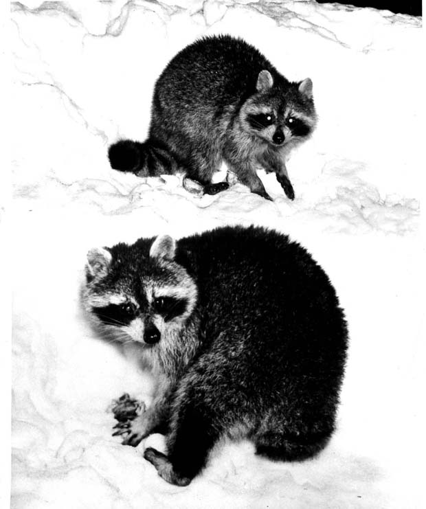 Racoons