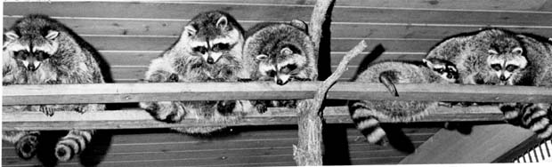Racoons