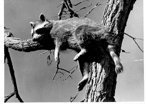 Racoons