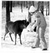 Reindeer