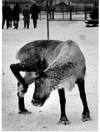 Reindeer