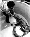Reptiles and Snakes