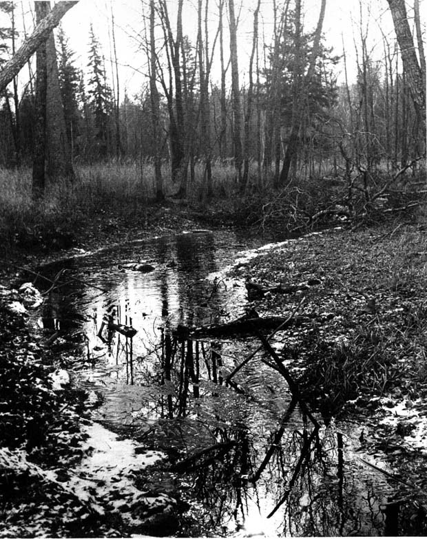Rivers and Riverbanks Winnipeg